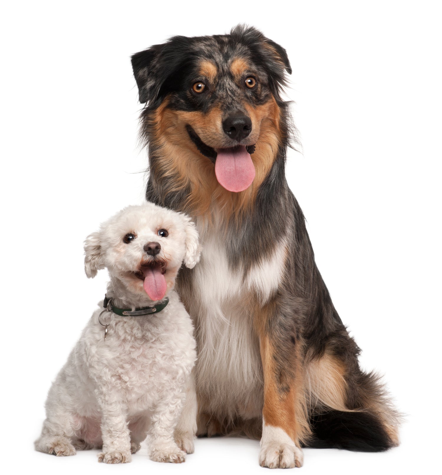 Grote hond met kleine hond