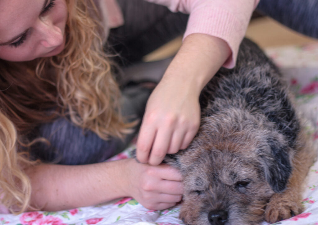 Loes Simonetti geeft een hond massage