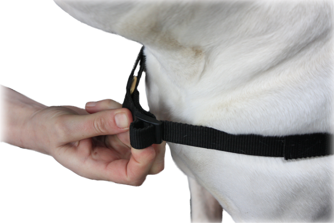 Mazter Lead om doen bij hond voorkant van anti-trek tuig verzetten