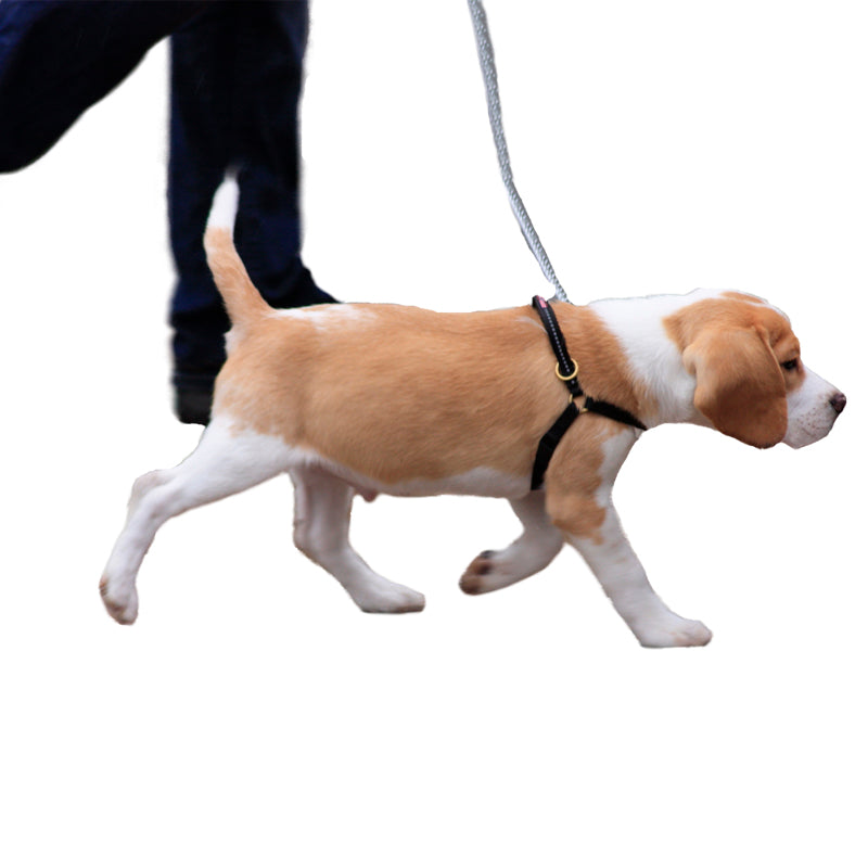 HONDJE MET MAZTER LEAD anti trek tuig, niet trekken aan de lijn