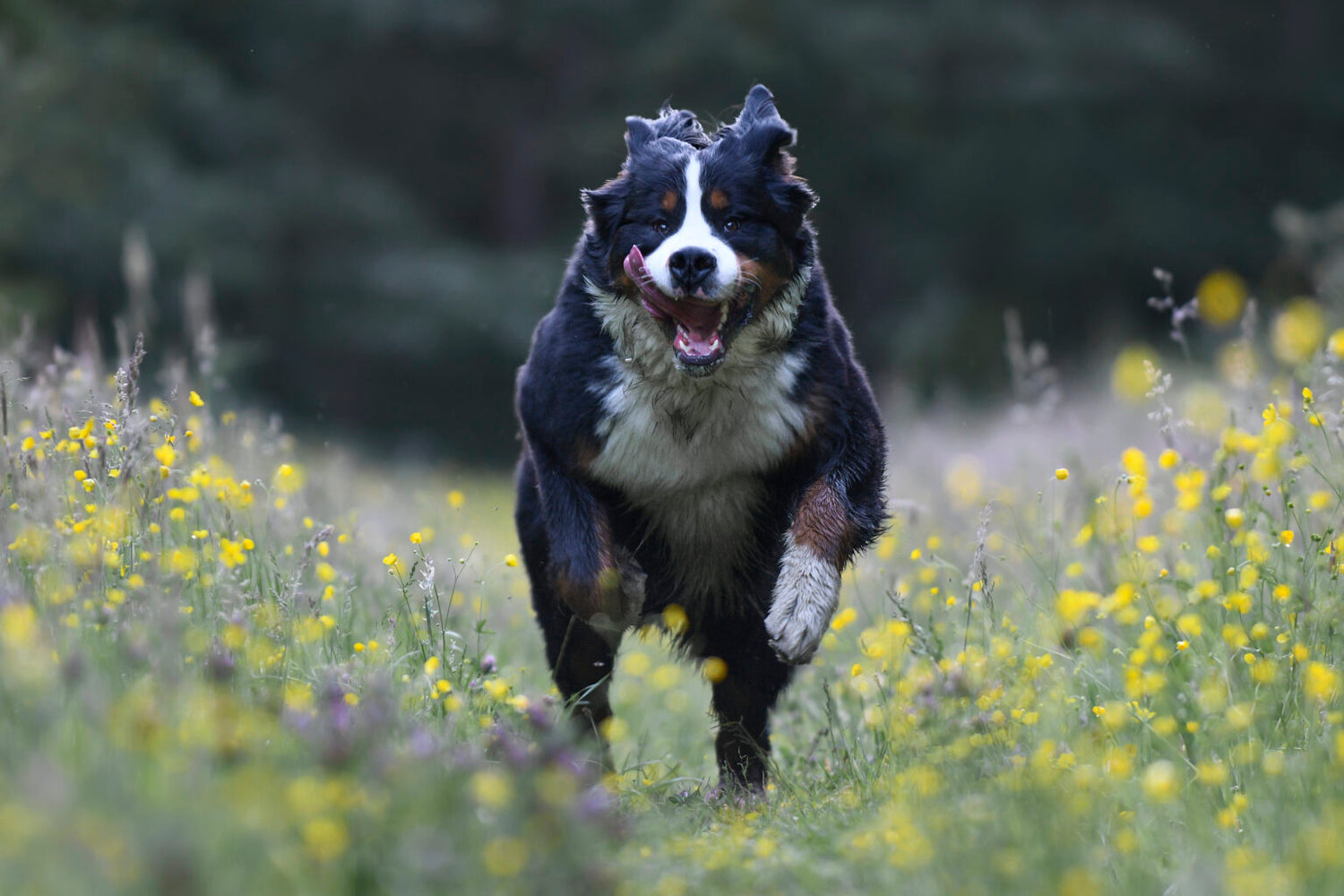 Rennende berner sennenhond in bloemenveld