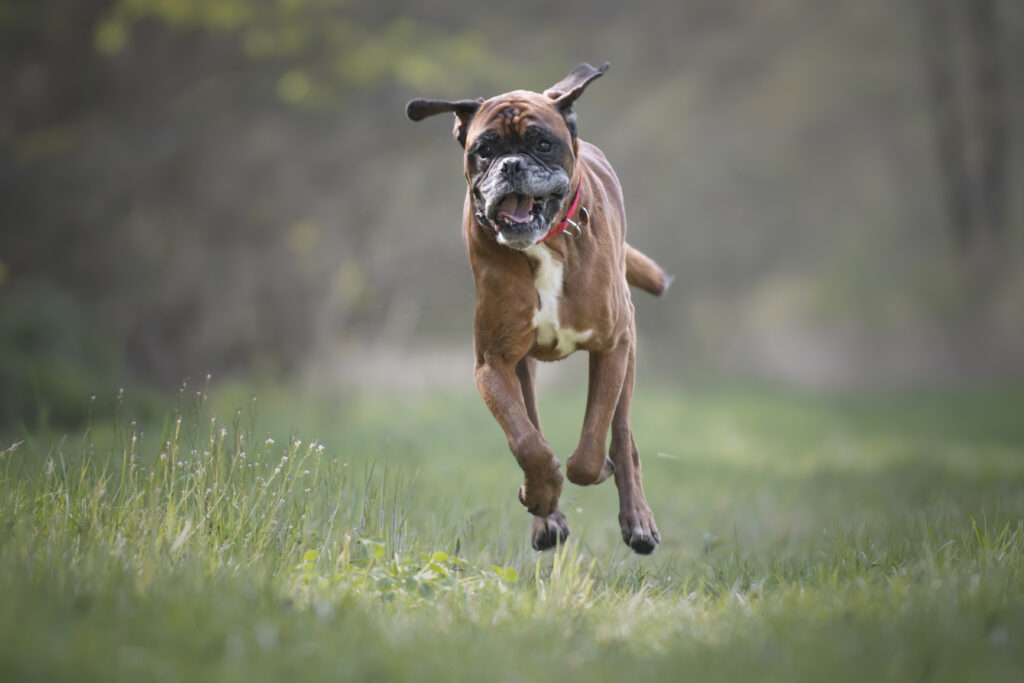 Rennende boxer