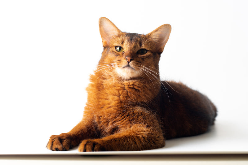Rode kat liggend