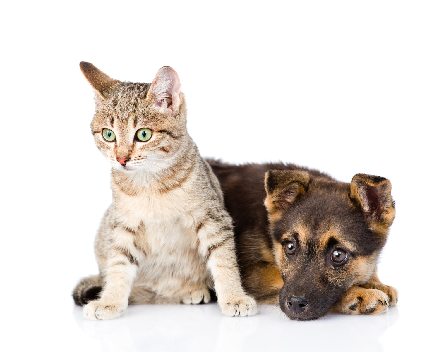 Hederpup liggend met kop op poten en een kitten zit er naast