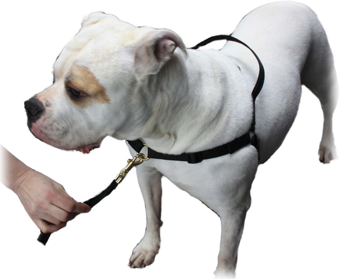 mazter tuig anti-trek tuig voor de hond vooraan de riem vastmaken