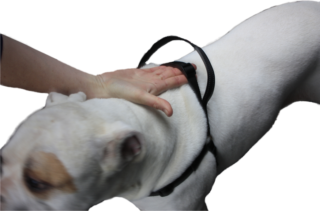 Mazter tuig ruimte tussen tuig en hond