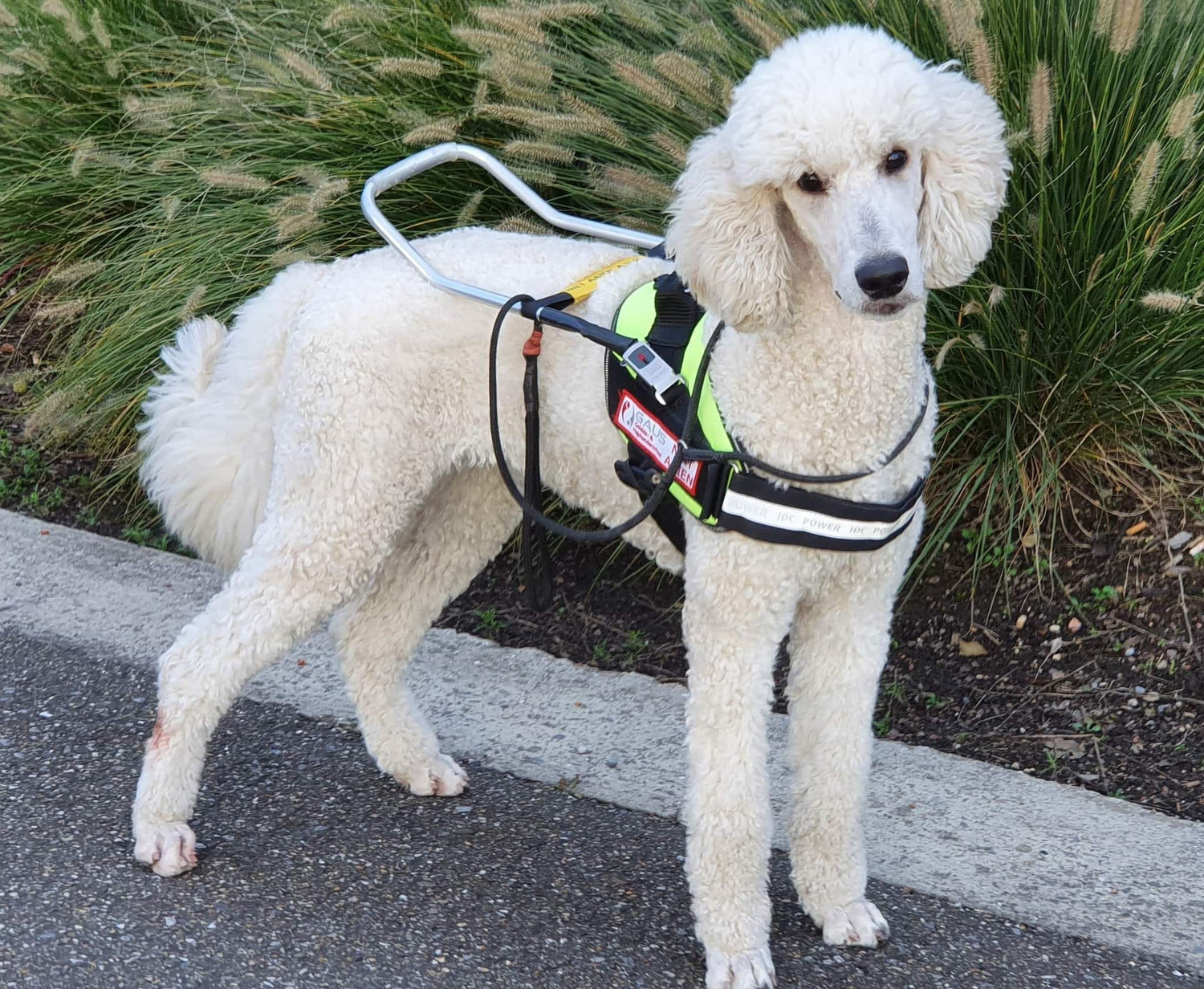 Witte labradoodle in een blindengeleidehondentuig